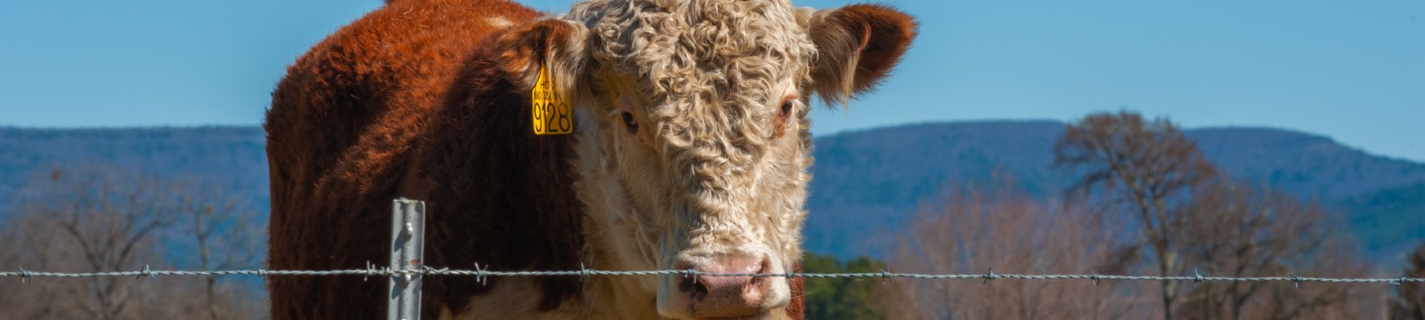 Picture of cow from herd near Heavener, OK.