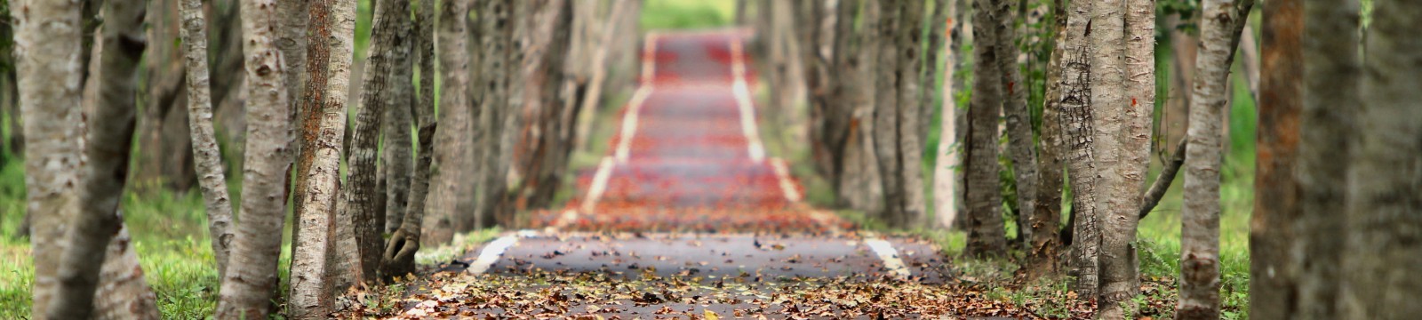 stock image of tree-lined road in the fall